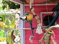 21a - Jardin Tropical 036